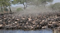 7 Days - Serengeti Wildebeest Migration Safari 