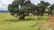 Fanal Ancient Forest Running Tour (Easy-Moderate)