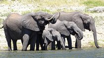 Chobe Safari Experience Day Trip - MINIMUM 2 PEOPLE