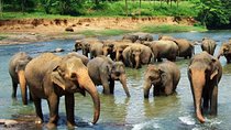 Pinnawala and Kandy Day Tour from Colombo or Negombo