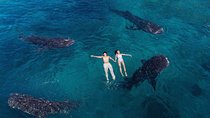 Whale Shark Watching and Sumilon Sandbar Private Tour Package