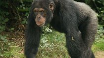 3 Day Chimpanzee Tracking In Kibale Forest Park
