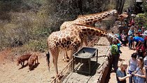 Half Day Giraffe Center Nairobi