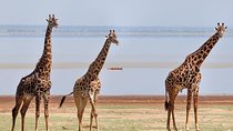 tarangire, ngorongoro & lake manyara park 3 days private tour
