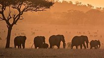serengeti, ngorongoro & tarangire 5days private tour