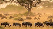 serengeti & ngorongoro 3 days private tour