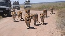 5 days serengeti, ngorongoro, tarangire & manyara lodge tour