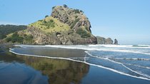 Coast and Rainforest Eco-Tour from Auckland with Picnic Lunch