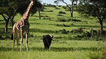 Murchison Falls Wildlife Safaris in 3 Days