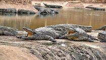 Visite the Crocodiles Park and Botanic garden