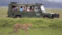 Big Five Safari – Sunset Half Day Tour (Private Transportation)