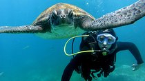 Discover Scuba Diving Experience in Turtle Habitat