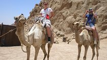 Camel ride in Sharm elsheikh desert