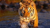 7 Day Golden Triangle with Ranthambore Tigers Taj Sunrise/Sunset