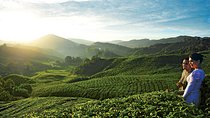 2-Day Cameron Highlands from Kuala Lumpur (Return to KUL)