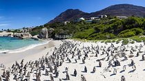 Cape Town Private, Cape point Penguin Tour