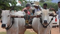 Ox-cart Culture Tour, Countryside Experince in Siem Reap