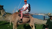 Camel Ride Tour In Luxor