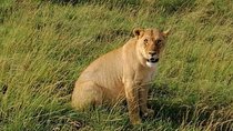 3 Days Masai Mara Safari Group Joining (Daily Departures)