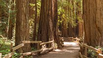 Muir Woods and Sausalito Small-Group Tour