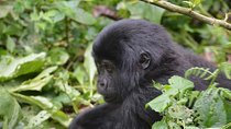 5 days Primates Habituation Experience Uganda
