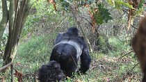 3 Days Gorilla Safaris in Bwindi Uganda