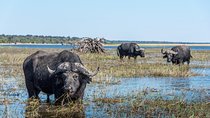 Chobe Day Trip