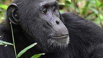7 days Chimpanzee, Gorilla trekking & Uganda Big 5 Safari