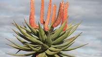 The Eastern Cape Wild Aloe Tour - FD14