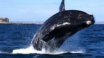Cape Town: HERMANUS WHALES & WINE Private Full Day Tour