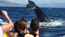 Ultimate 3.5 hour Whale Watch & Snorkel