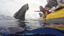 Ultimate Whale Watch from Lahaina