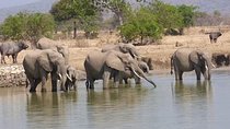 3 Days Ruaha National Park Fly From Zanzibar