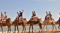 Half Day Agadir Camel Safari