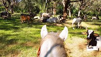 Safari Horse Riding Tour