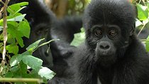 3 Days Gorilla Trekking Expedition Uganda