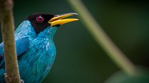 Arenal Volcano Bird Watching Experience