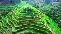 Ubud Nature Tours including Culture, Arts, Temple, Volcano, Rice field & Shows