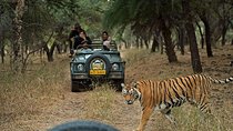 Private 6-Day Ranthambhore Tiger Tour including Delhi, Agra and Jaipur