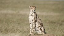 3 Days safari in Masai Mara Budget or Luxury Tour Package