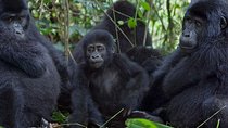 3 Days Gorilla Adventure Safari in Uganda