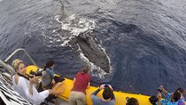 VIP (12 Guests ONLY) Ultimate Whale Watch