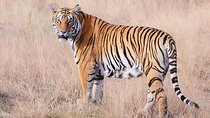 4 Nights 5 Days Jaipur-Ranthambore Tour