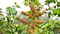 Exciting Coffee Tours From Nairobi