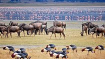 Lake Manyara National Park Full-Day Tour from Arusha
