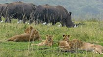  1Day Tour Nairobi Park ,Giraffe Center,karen Blixxen Guided tour