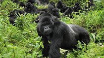 4 Day Gorilla Tracking Uganda
