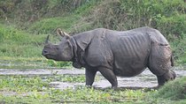3 Days Jungle Safari in Chitwan National Park