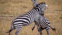  3 Days / 2 Nights join group safari (Serengeti National park)