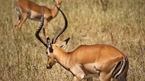Day Tour: Tarangire National Park 